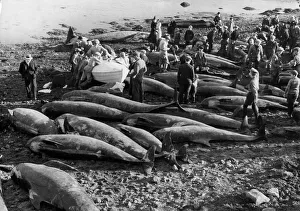 Beaches Collection: BEACHED WHALES