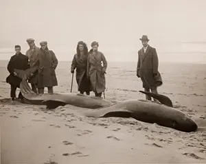 Carcass Prints: Beached whales alive in a Cornish village, 1932