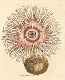 Equina Gallery: Beadlet anemone, Actinia equina