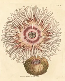 Equina Gallery: Beadlet anemone, Actinia equina