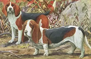 Hound Prints: Beagle and Basset Hound