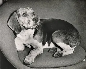 Curled Prints: Beagle dog curled up in a chair Date: 1950s