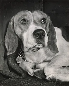 Beagle dog lying down Date: 1950s