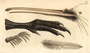 Apteryx Gallery: Beak, foot, feather and claw of the brown kiwi