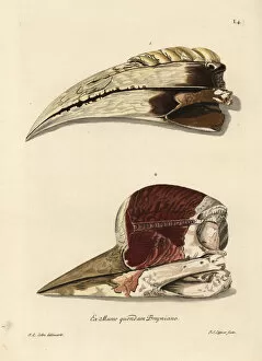 Naturae Collection: Beak of a toucan, Ramphastos species