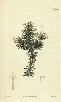 Weddell Prints: Beaked triggerplant, Stylidium adnatum