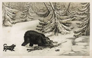 Bear Collection: Bear Attacks Hunter