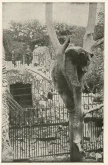 The Bear Cave, Lincoln Park, Chicago, Illinois, USA