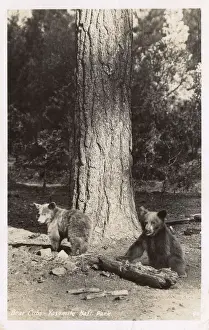 Yosemite Prints: Bear cubs, Yosemite National Park, California, USA