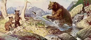 Images Dated 26th August 2020: Bear Feeds Fish to Cubs Date: 1948