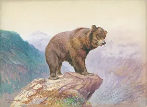 Bear