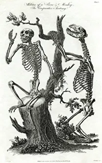Bear Collection: BEAR / MONKEY SKELETONS