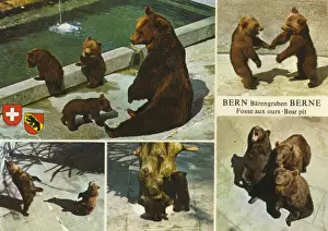 Bears Prints: Bear Pit - Bern, Switzerland