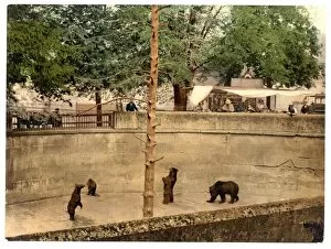 Cruelty Collection: Bear pit, Berne, Switzerland