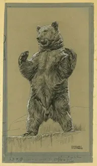 Bear Standing