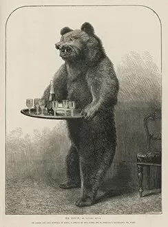 Subjects Gallery: Bear Waiter