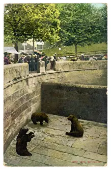 Bear Prints: Bear / Zoo in Switzerland