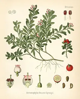 Bearberry, Arctostaphylos uva-ursi