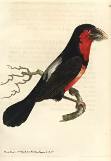 Polydore Collection: Bearded barbet, Pogonornis dubius