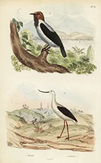 Bellbird Collection: Bearded bellbird, Procnias averano, and American