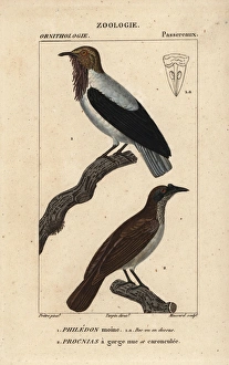 Bellbird Collection: Bearded bellbird, Procnias averano, and noisy