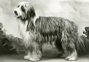 Collie Prints: BEARDED COLLIE / BENJIE