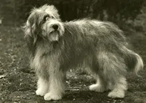 Collie Prints: BEARDED COLLIE / BLUEPETER
