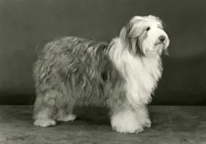 Collie Prints: BEARDED COLLIE / HONEYBUN