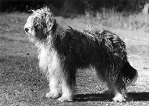 BEARDED COLLIE / JEANNIE