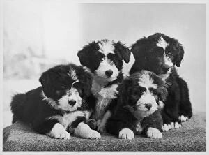 Unidentified Gallery: BEARDED COLLIE / PUPPIES