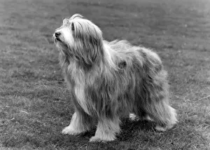 Cinnamon Prints: BEARDED COLLIE / TOAST