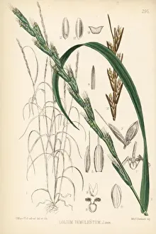 Bearded darnel, Lolium temulentum