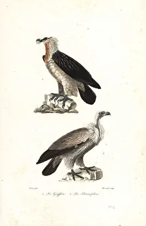 Predator Prints: Bearded eagle and Eurasia griffon