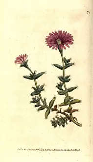 Mesembryanthemum Prints: Bearded fig marigold, Mesembryanthemum barbatum