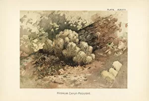 Bearded hedgehog mushroom, Hericium erinaceus