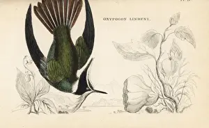 Humming Birds Prints: Bearded helmetcrest, Oxypogon guerinii
