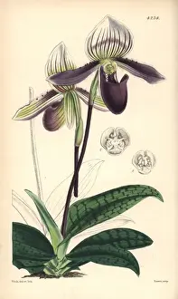 Curtis Prints: Bearded ladies slipper orchid, Cypripedium barbatum