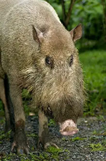 Malaysia Prints: Bearded pig - adult wild animal which abitually
