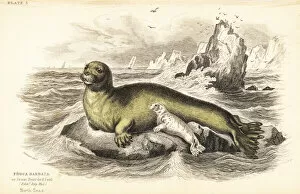 Amphibious Gallery: Bearded seal, Erignathus barbatus