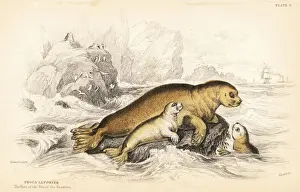 Bearded seal, Erignathus barbatus