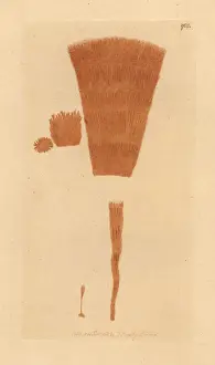 Bearded yellow byssus, Byssus barbatus