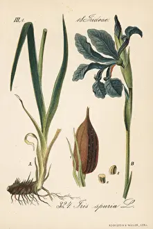 Schlechtendal Prints: Beardless iris, Iris spuria