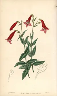 Beardtongue, Penstemon miniatus
