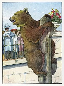 Animals Gallery: Bears / Book of Animals
