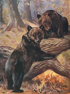 Cuthbert Prints: Bears / Cuthbert Swan