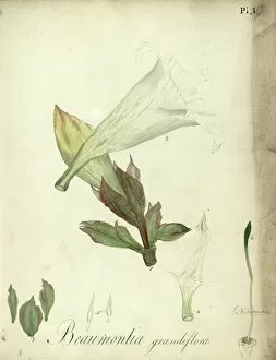 Beaumontia grandiflora - Heralds Trumpet