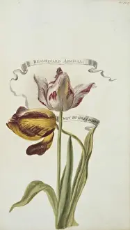Tulip Prints: Beauregard Admiral and B met De Breeboort, tulips