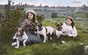 Collars Prints: Beauties - Four fine British Bulldogs