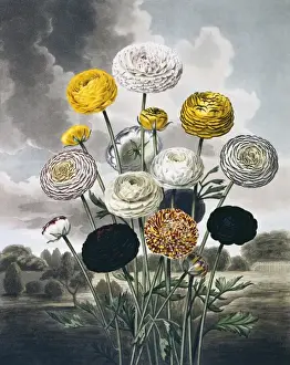 Beauties of Flora