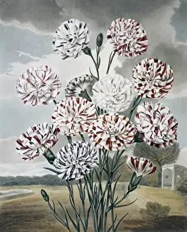 Natural History Museum Prints: Beauties of Flora